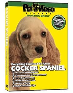 coc spaniel dog