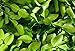 Dried Kaffir Lime Leaves in Bag, 0.88oz