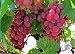 Flame Bunch Grape Certified 10 Seeds #11109 Item UPC#637632549630