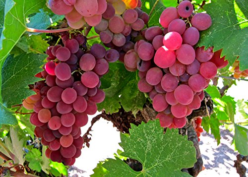 Flame Bunch Grape Certified 10 Seeds #11109 Item UPC#637632549630 Flame Bunch Grape Certified 10 Seeds #11109 Item UPC#637632549630