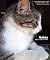 Livro GATOS: GATOS - Higiene, Saúde e Carinho