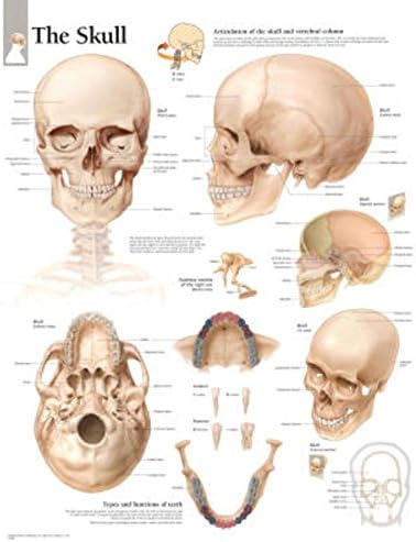 Laminated The Human Skull Educational Chart Poster Laminated Poster 22 x 28in with Poster Hanger