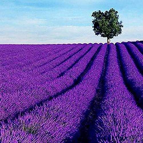 KOUYE GardenSeeds- Bees Lavender Fragrant Lavender Seeds Flower Seed Seeds Hardy Perennial Flower Seeds Colorful Flower Meadows Exotic Seeds