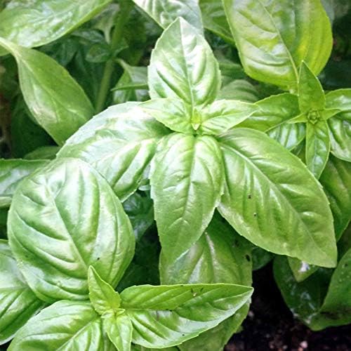 Organic Basil HERB Garden Seeds - 10 g Packet - Italian Large Leaf - Non-GMO