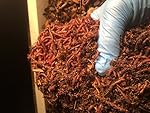 Uncle Jim's Worm Farm 500 Count Red Wiggler Live Composting Worms