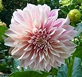 Cafe au Lait' Dinner Plate Dahlias - 2 Bulb Clumps - Creamy Mocha
