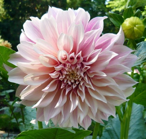 Cafe au Lait' Dinner Plate Dahlias - 2 Bulb Clumps - Creamy Mocha Cafe au Lait' Dinner Plate Dahlias - 2 Bulb Clumps - Creamy Mocha