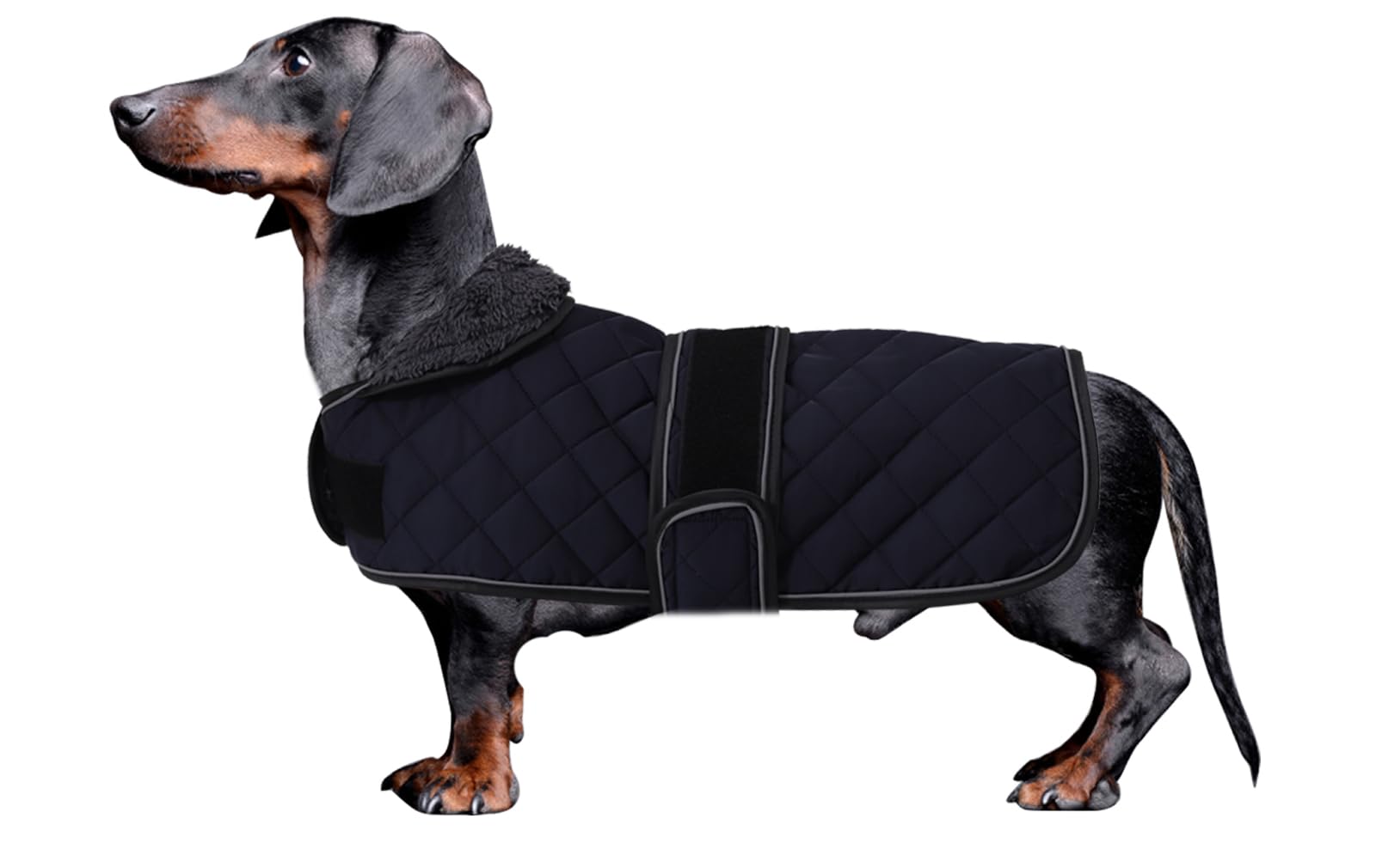 Morezi Dachshund Winter Coat - Padded Fleece Lining, Adjustable Bands - Dark Blue - M