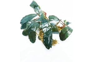 SubstrateSource Live Plants - Starglitz Buce (Bucephalandra sp.) - Low to Medium Light, Dark Green Iridescent Accent Aquatic Rhizome Plant, Foreground to Midground Placement - Loose Plant, 1 Pack