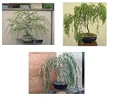Bonsai Willow Tree Bundle - 3 Large Trunk Bonsai Tree Cuts - Get one Each Weeping, Australian, Dragon - Ready to Plant - Indoor/Outdoor Bonsai Tree's