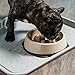 IRIS USA 2 Cups Slow Feeder Dog Bowl, Anti-Choking, Anti-Slip, Easy to Clean, Interactive Puzzle Toy, Healthy Digestion, Short snouted, Dogs Cats & Other Pets, BPA, PVC, Phthalate Free, Beige/Black