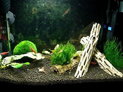 Kazen Aquatic 300 Nice Pieces of Cholla Wood 5 inches, Aquarium Driftwood Decoration Best Price & Low Shipping Cost