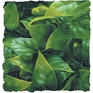 Zoo Med Naturalistic Bush Plant Mexican Phyllo, Large