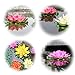 Peach - Floating Water Lotus - Pond Decor Water Lily Foam Flower Artificial Pond Plants 4 Pcs