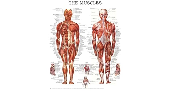 Amazoncom Muscular System Quick Reference Chart Full - 