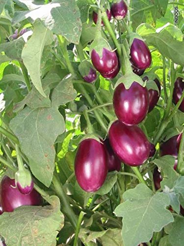 Seeds Point Rare Hybrid Vegetable Seeds - Purple Brinjal/Eggplant Seeds (Organic) - 200 Seeds Pack