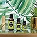 Edens Garden Bergamot Essential Oil- 100% Pure Premium Grade, Undiluted, Natural, Therapeutic, Aromatherapy, The Best for Diffuser, Candle, Laundry, Kid Safe 10 ml (.33 fl oz)