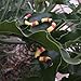 GIFTEXPRESS Life Like Snakes for Medusa Costume, Halloween Decoration and School Education