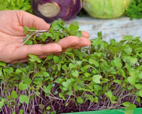 Microgreens - Kohlrabi - Young Leaves with Exceptional Taste - 1040 Seeds