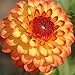 Mardy Gras Dahlia Flower Seeds Packaged with Instructions 50 Seeds