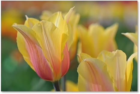 Amazon Com Tulip Flower Blushing Beauty By Cora Niele 12x19 Inch Canvas Wall Art Home Kitchen