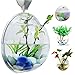 Bellagione Wall Hanging Fish Bowl Fish Tank Water Plant Vase Mini Bubble Aquarium for Home Decoration