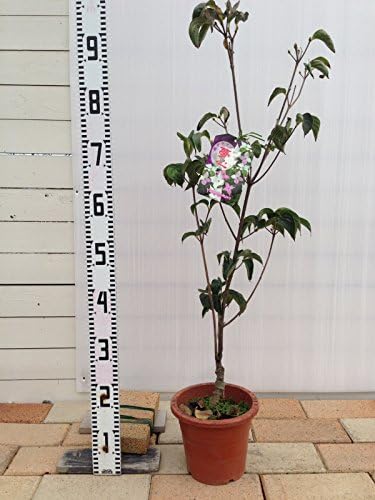 Amazon ヤマボウシ 源平ヤマボウシ 夢心 ポット苗 庭木 落葉樹 シンボルツリー 植木