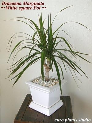送料無料 ドラセナ 鉢植え コンシンネ 観葉植物 鉢植え Or 陶器 マジナータ 風水 B005p4k308 インテリア 北欧 おしゃれ ギフト お祝い スクエアポット ホワイト Or ワインレッド B005p4k308 新作製品 世界最高品質人気 正規品送料無料 100 品質保証 激安超特価