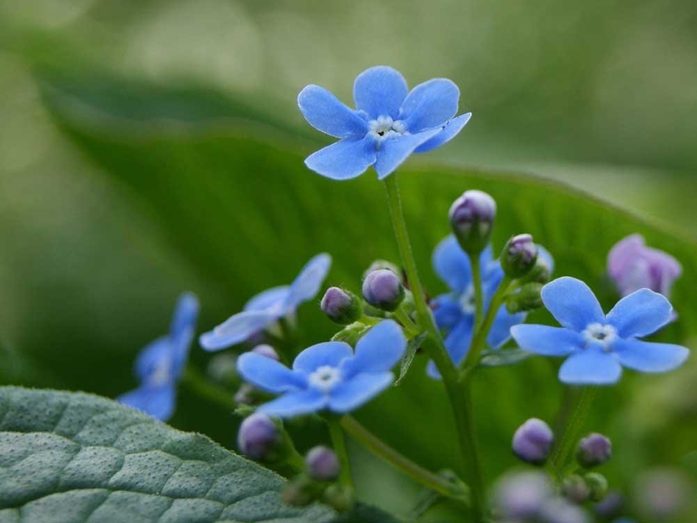 INSIZE 4101-B1D43 Individual Steel Gage Block, grade 1 with inspection certificate, 1.43 mm