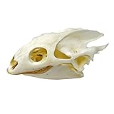 Taxidermy Real Animals Skull Decor - Model Animals