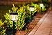 Solar Lights Outdoor, Oak Leaf Solar Pathway Lights LED Landscape Lighting Outdoor for Patio Yard Lawn Path Deck Backyard, 5 lumens, 4x bright, Warm White (Yellowish), 8-Pack
