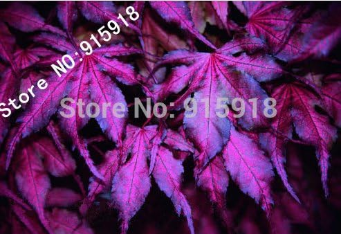 Tree Seeds 20pcs "Purple Ghost" Japanese Maple Seed Novelty Bonsai! Home Gardening DIY