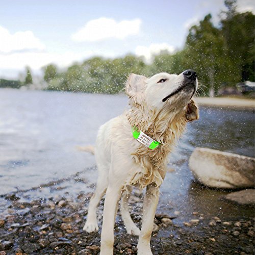 hipidog Personalized Dog Collar Waterproof with Laser Engraved Nameplate and ID Buckle, No Stink Collar, Odor and Rot Resistant Washable Dog Collar | Adjust from S/M/L Sizes (Orange-Buckle, M)