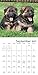 Shake Cats 2018 Calendar