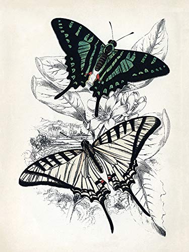 Piddix (Butterflies I 30 x 40cm Canvas