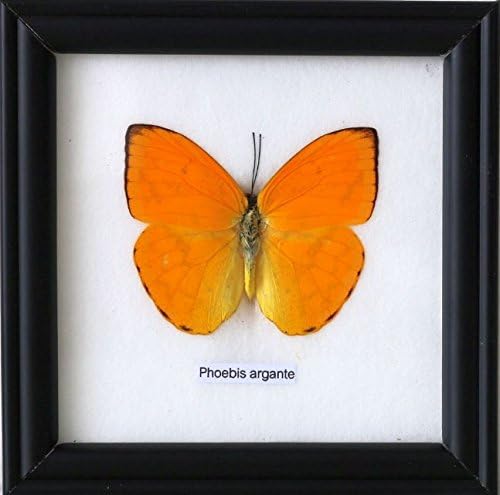 Natural History Collection The Bright Orange Barred Sulphur Butterfly 12x12cm butterfly frame home decor