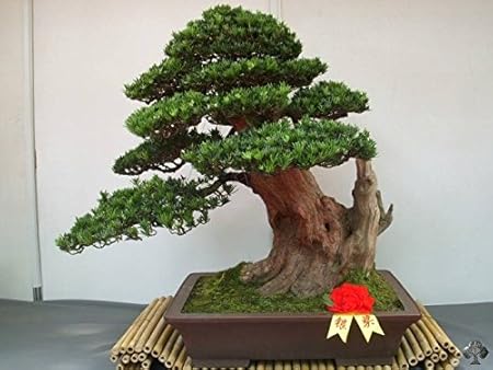 Creative Farmer Bonsai Suitable Plant Podocarpus Macrophyllus Bonsai Suitable Seeds (Pack Of 5) For Indian Climate-