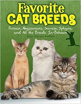 Buy Favourite Cat Breeds Persians Abyssinians Siamese Sphynx