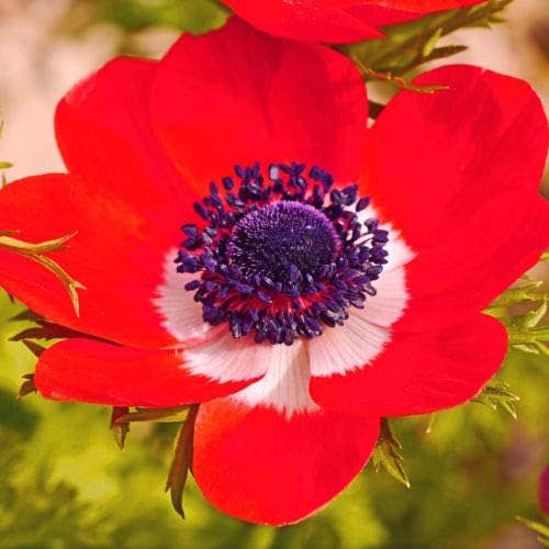 20 Bulbs Coronaria Anemones Poppy Anemone Bulbs Flowers Rare