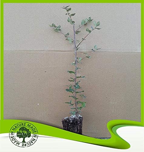 Quercus suber (Cork Oak) - Plant