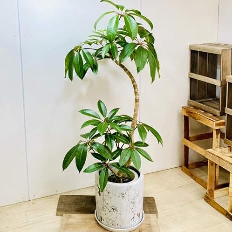 Amazon Co Jp おしゃれ 観葉植物 ツピタンサス 鉢カバーセット 受皿付 佐川急便配送 Diy 工具 ガーデン
