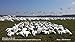Sillosocks Snow Goose Feeder Decoy (12-Pack), White