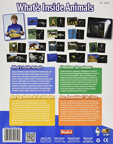 Whats Inside Animals Flash Cards