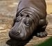 JKCOM Chinese Zisha Tea Pet Water Tea Tray Pet Accessories Handmade Purple Clay Tea Pet for Kungfu Tea Tray A Perfect Gigt for Tea Lovers (Hippo)