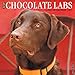 Just Chocolate Labs 2017 Wall Calendar (Dog Breed Calendars)