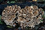 Maitake Mushroom Mycelium Plug Spawn  100 Count  Grow Edible Gourmet  Medicinal Fungi On Trees  Logs