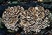 Maitake Mushroom Mycelium Plug Spawn - 100 Count - Grow Edible Gourmet & Medicinal Fungi On Trees & Logs
