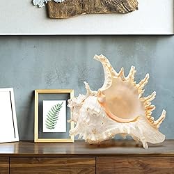 Giant Natural Conch Shell, Murex Ramosus Shell