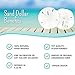 Shore Decor: White Sand Dollars - All-Natural Sand Dollar Shells (2-3 Inch) - Sand Dollars for Home Decor, Holidays, Events, Gifts, and Crafting - White Sand Dollar Beach Decoration (20, 2