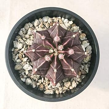 Amazon サボテン ギムノカリキウム 牡丹玉 ぼたんぎょく 3号鉢 Gymnocalycium Mihanovichii 鉢